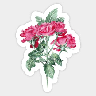 Roses Sticker